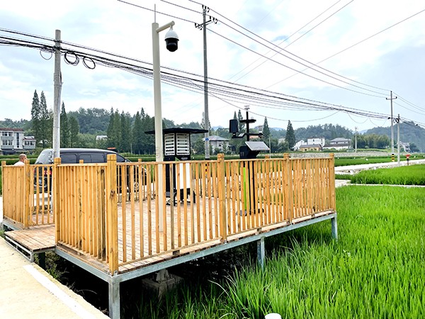 浙江臨安：竹林變稻田，農(nóng)戶喜開顏