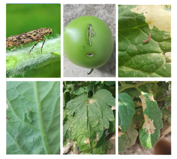 粘蟲板上的番茄潛葉蛾怎么數(shù)？一拍就知道！