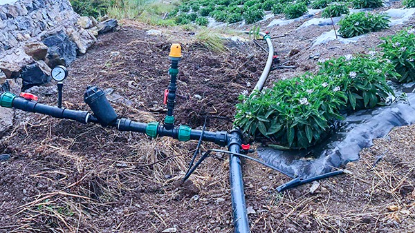 人參果園采用嵌片式滴灌模式 人參果園采用嵌片式滴灌模式