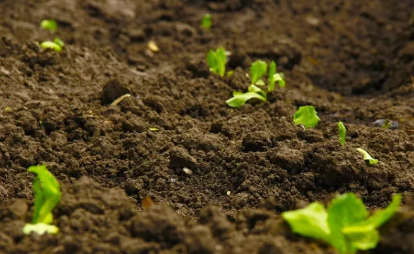 土壤有機(jī)質(zhì)