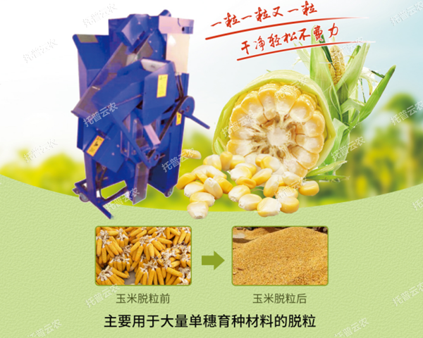 高凈度玉米單穗脫粒機(jī)脫粒效果展示 高凈度玉米單穗脫粒機(jī)脫粒效果展示