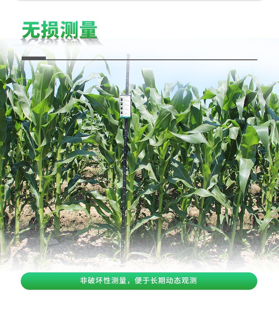 玉米株型分析系統(tǒng) 玉米株型分析系統(tǒng)